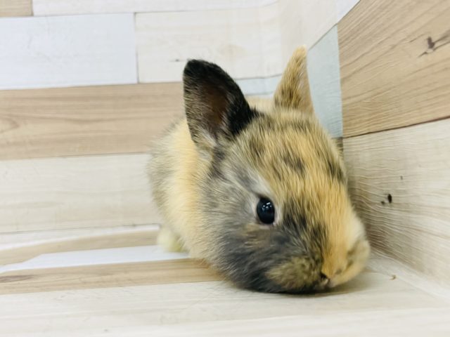 ネザーランドドワーフ