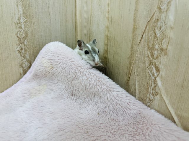 カラージャービル（スナネズミ）