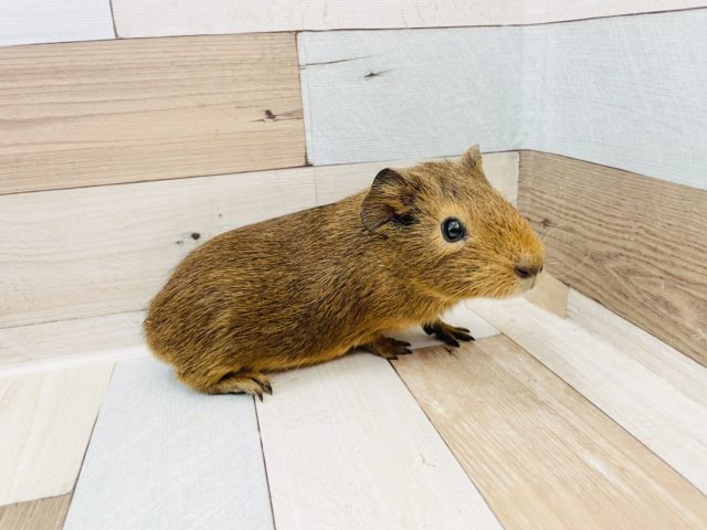 イングリッシュモルモット