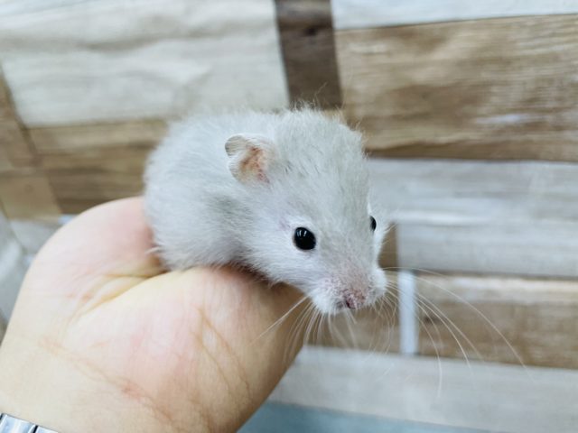 ゴールデンハムスター