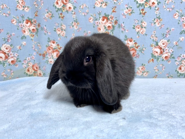 ホーランドロップ