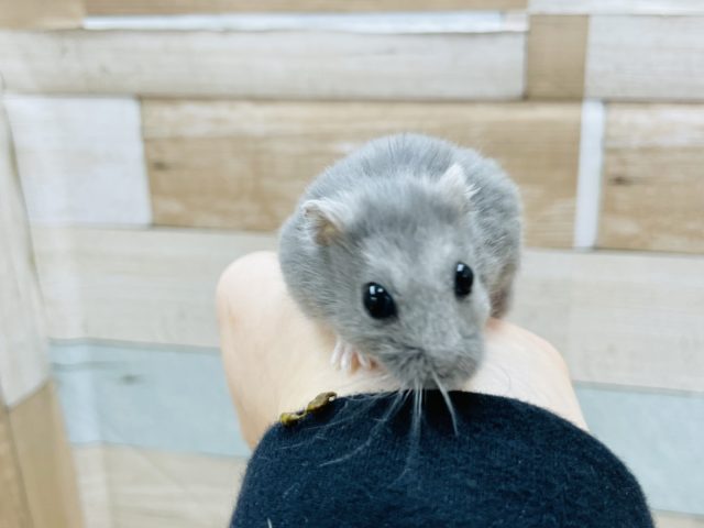 ロシアンブルーハムスター