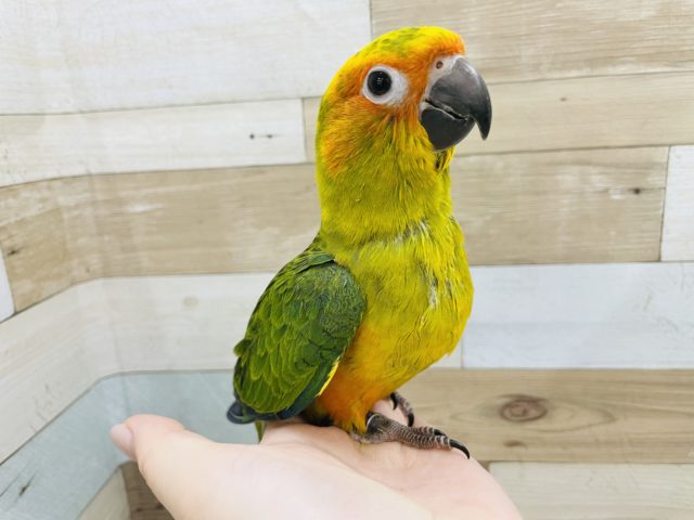 コガネメキシコインコ
