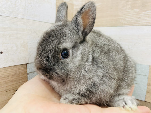 ミニウサギ