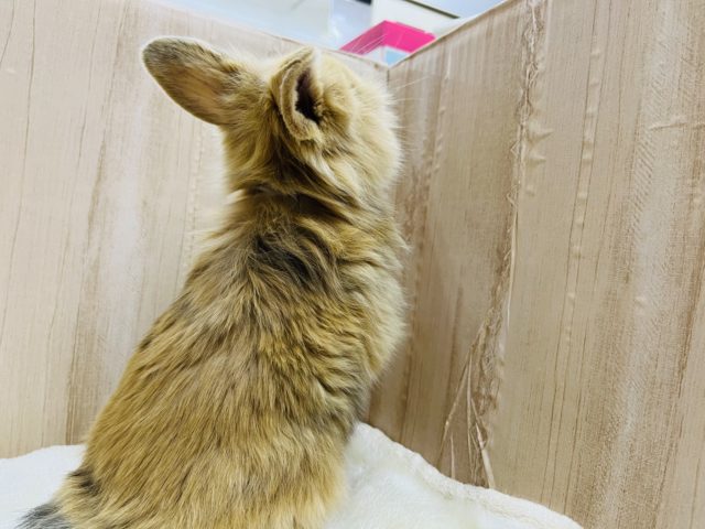 毛並みもっふり♬︎ロップイヤーラビット女の子 ロップイヤーラビット