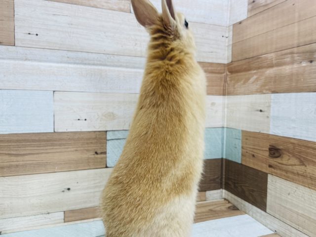 ネザーランドドワーフ