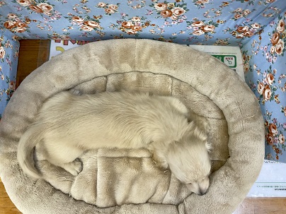 ミニチュアダックス