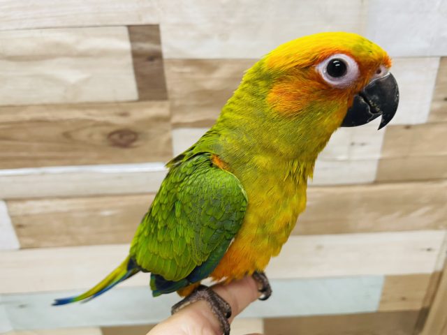 コガネメキシコインコ