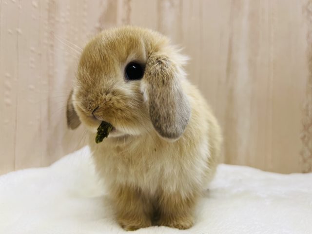 ホーランドロップ