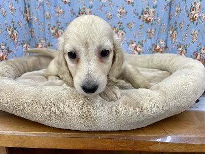 ミニチュアダックス