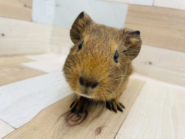 イングリッシュモルモット