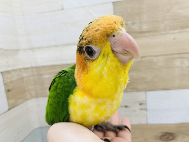 シロハラインコ