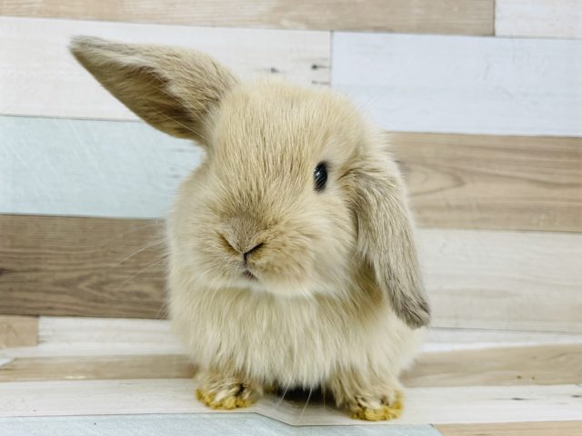 ホーランドロップ