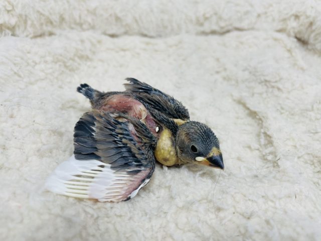 うっとりします、癒しを与える桜文鳥! 桜文鳥