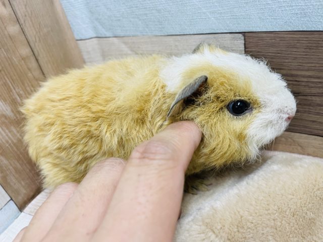 テッセルモルモット