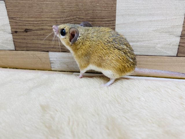 カイロトゲマウス