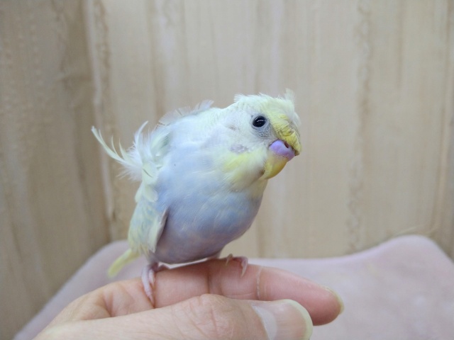 かなり美形!な羽衣セキセイの「コロモちゃん」いますよ〜 羽衣セキセイインコ