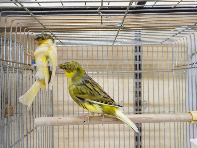 グロスターカナリア