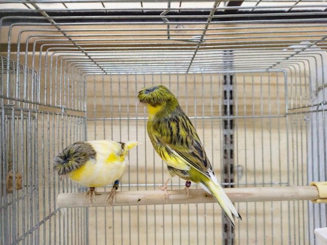 グロスターカナリア