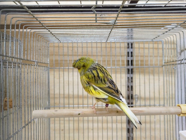 グロスターカナリア