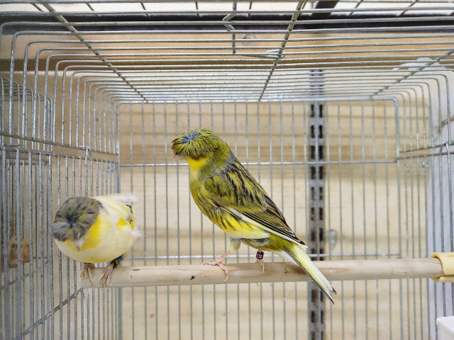 グロスターカナリア