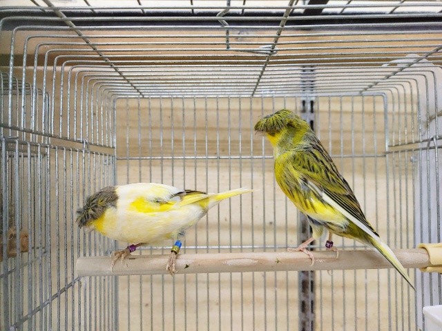 グロスターカナリア