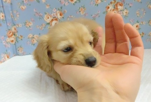 ミニチュアダックス