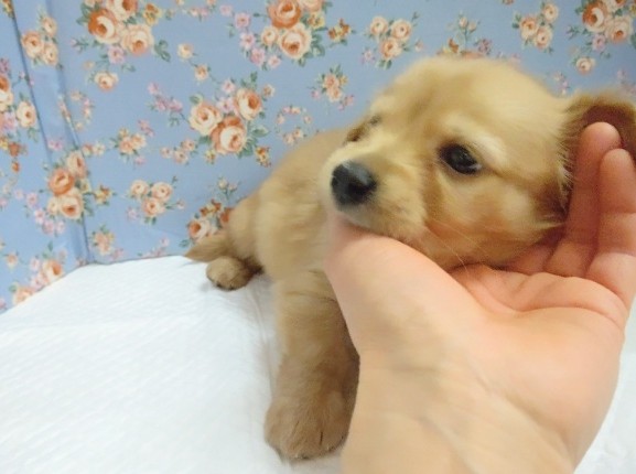 ミニチュアダックス