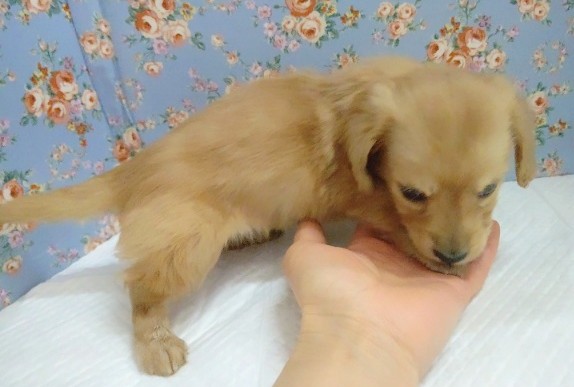 ミニチュアダックス