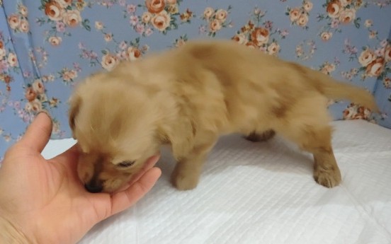 ミニチュアダックス