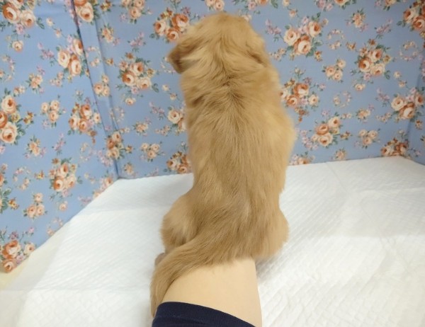 ミニチュアダックス