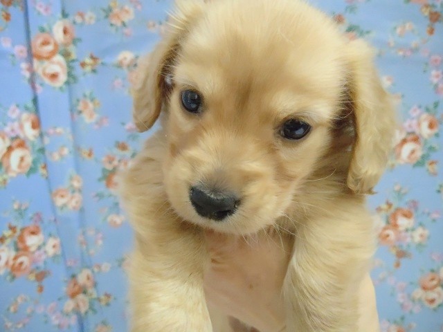 ミニチュアダックス