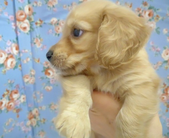 ミニチュアダックス