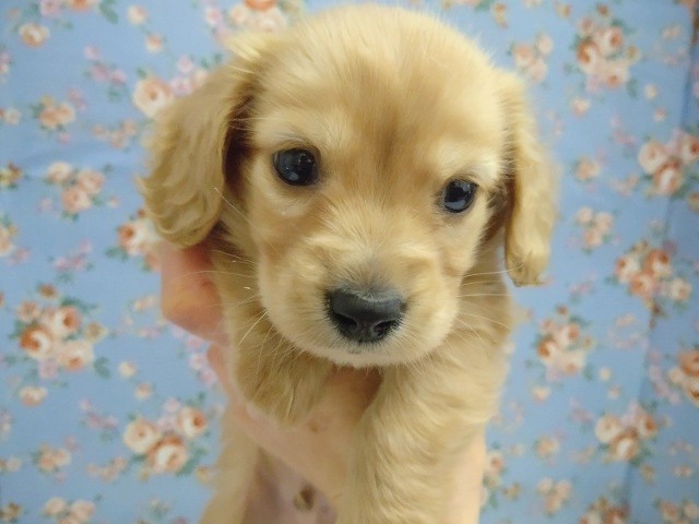 ミニチュアダックス