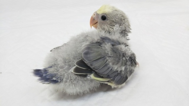 コザクラインコ（小桜インコ）