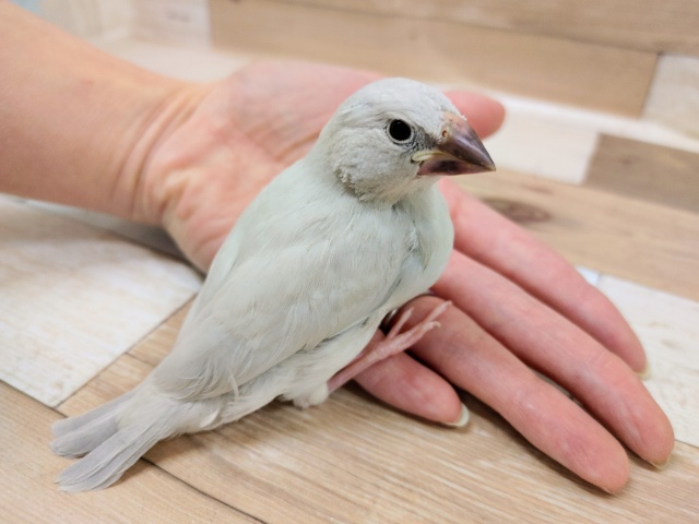 シルバー文鳥