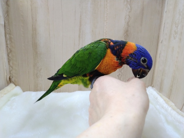 アカエリゴシキセイガイインコ