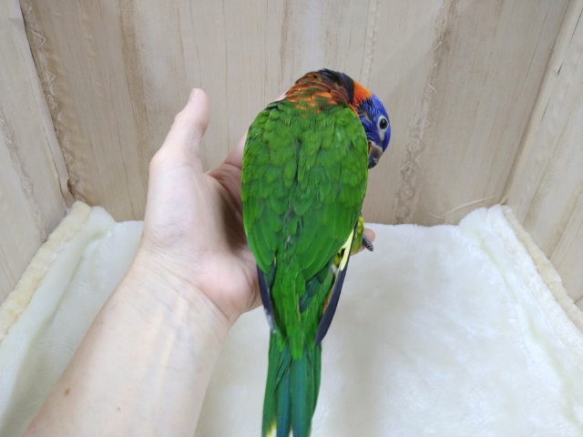 アカエリゴシキセイガイインコ