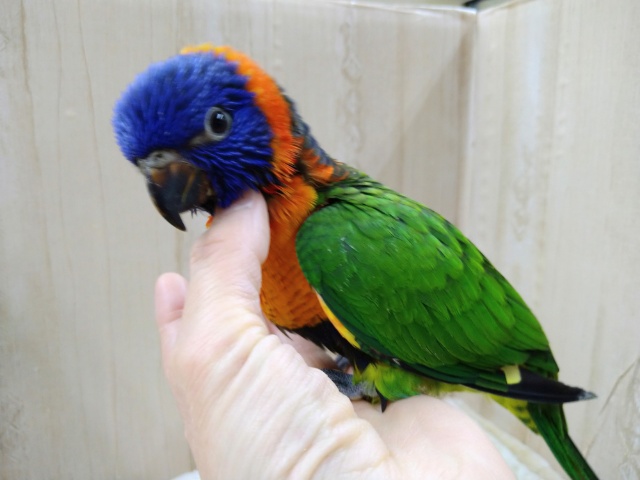 アカエリゴシキセイガイインコ