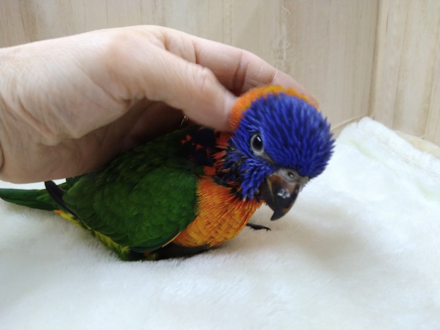 アカエリゴシキセイガイインコ