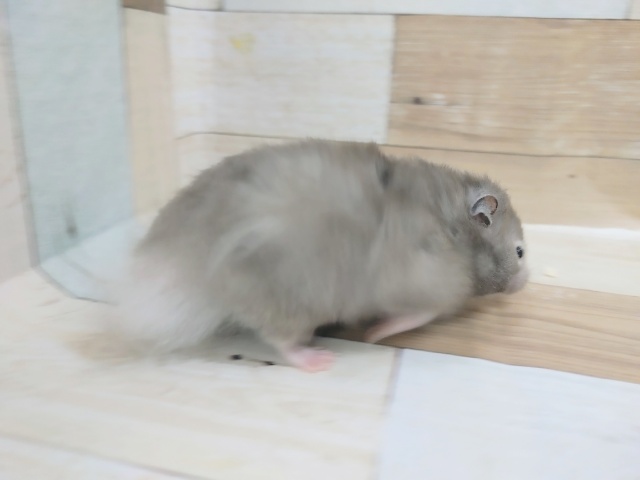 ゴールデンハムスター