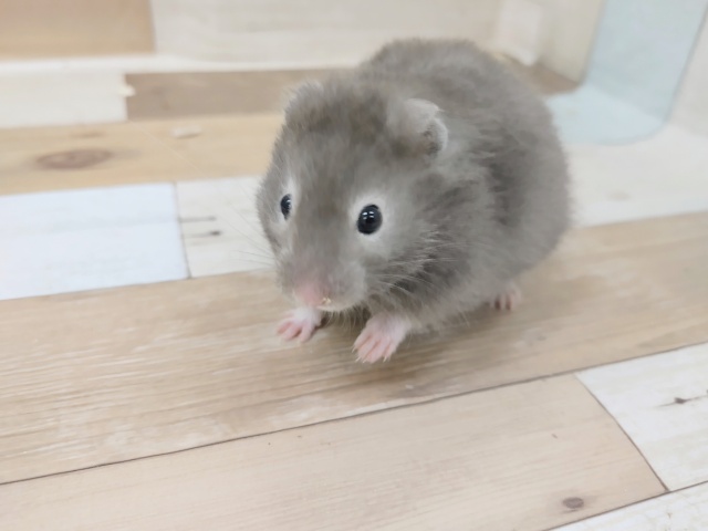 ゴールデンハムスター