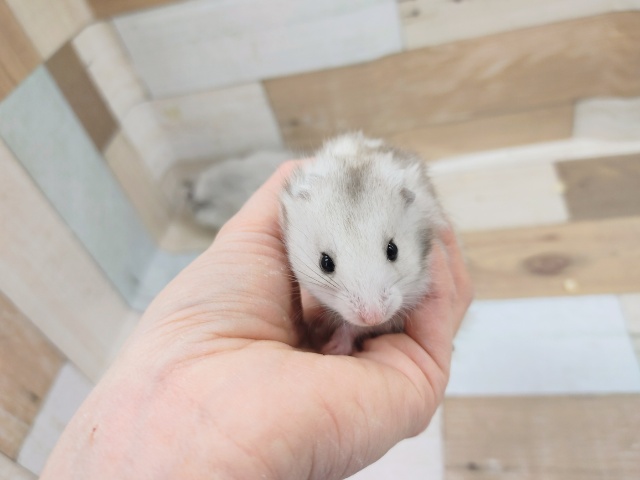 ゴールデンハムスター