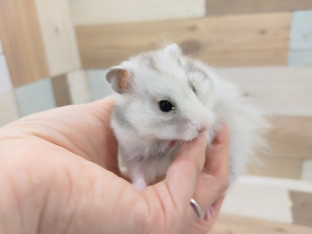 ゴールデンハムスター