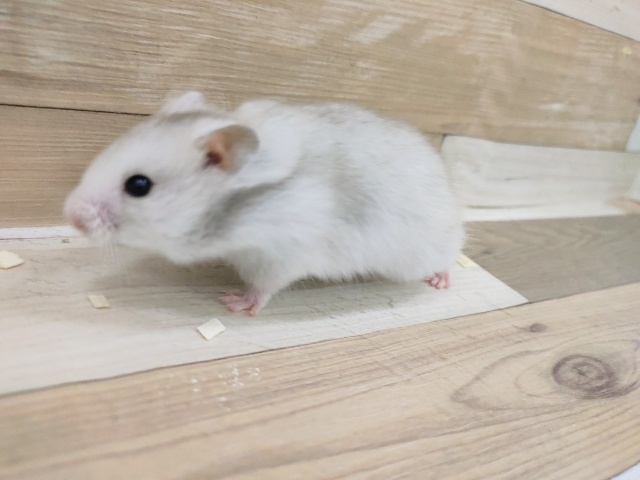 ゴールデンハムスター