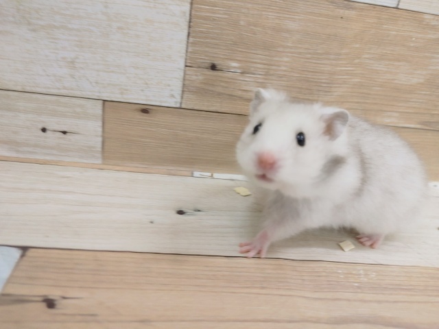 ゴールデンハムスター