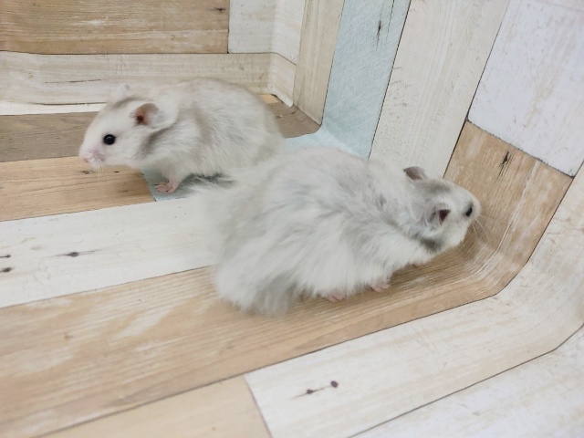 ゴールデンハムスター