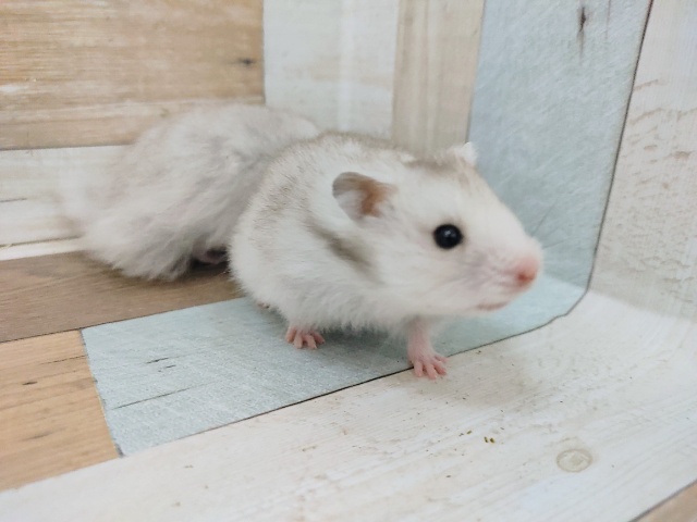 ゴールデンハムスター