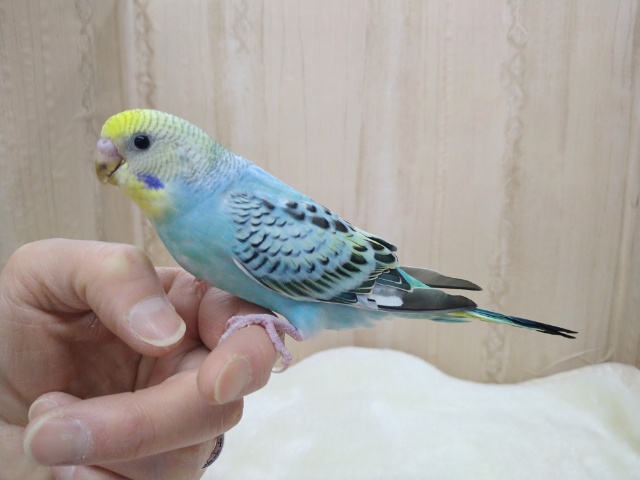 セキセイインコ