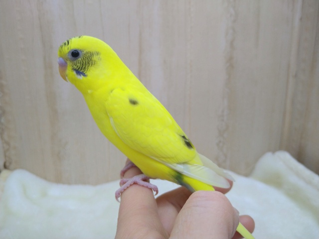 地味なレアカラー!セキセイインコの「ナノハちゃん」いますよ〜 セキセイインコ